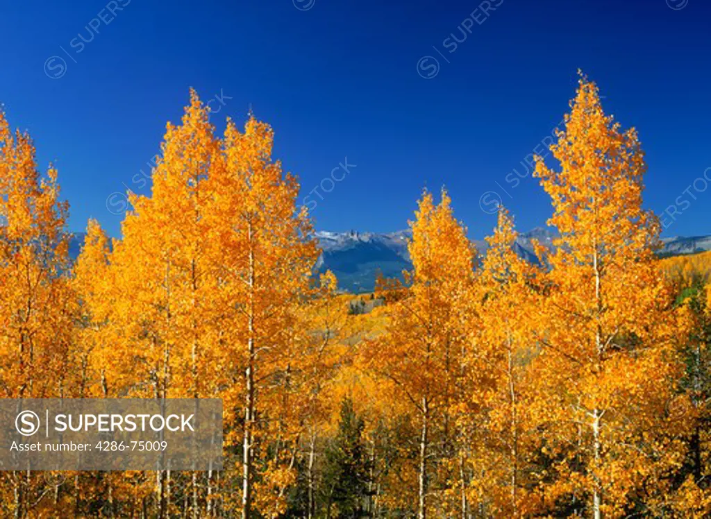 Aspen trees at Gunnison National Park in Colorado