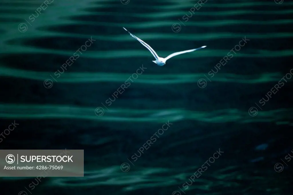 Seagull in flight over washboard of dark water