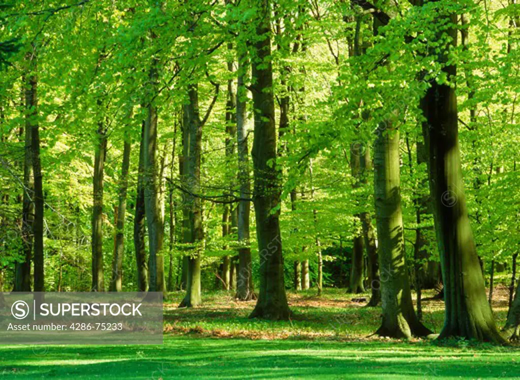 Beechwood forest in Southern Sweden