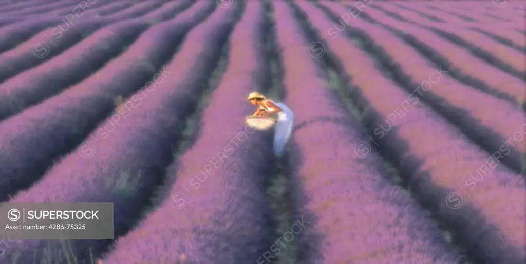 Lady in lavender field in Provence France