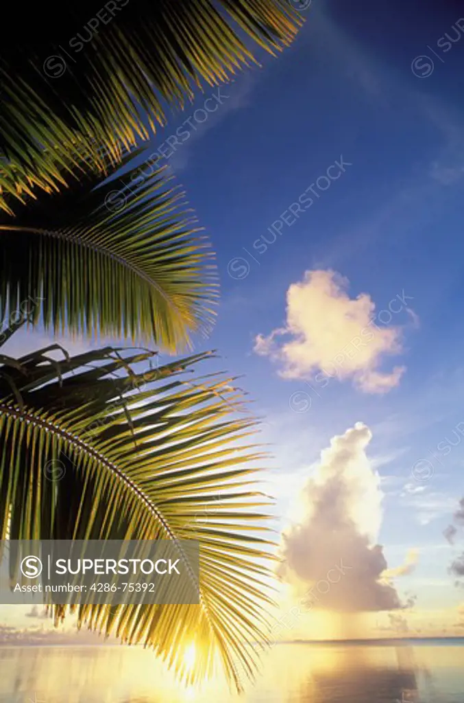 Sunset light on palm fronds over calm Aitutaki lagoon waters in Cook Islands