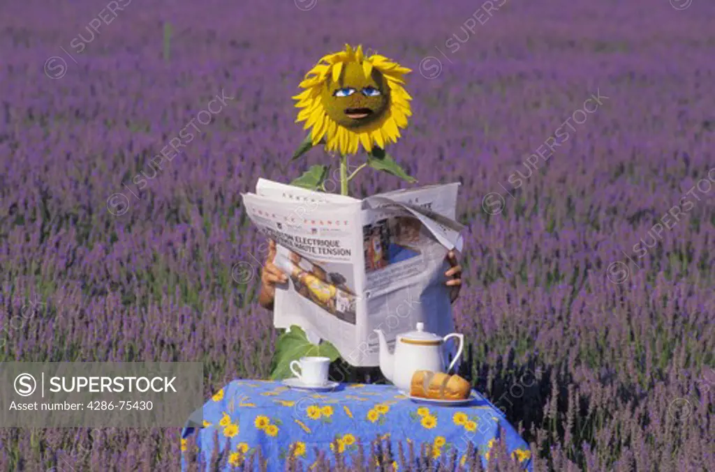 Sunflower reading French newspaper at table with morning coffee in field of lavender