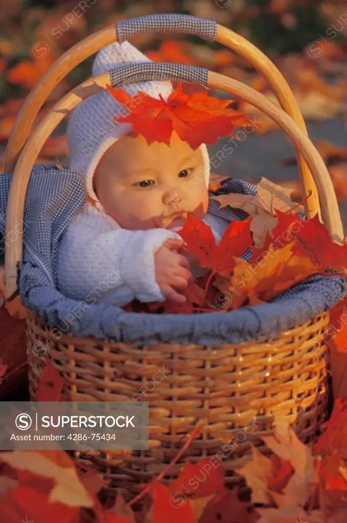 Baby in basket amid colorful autumn leaves