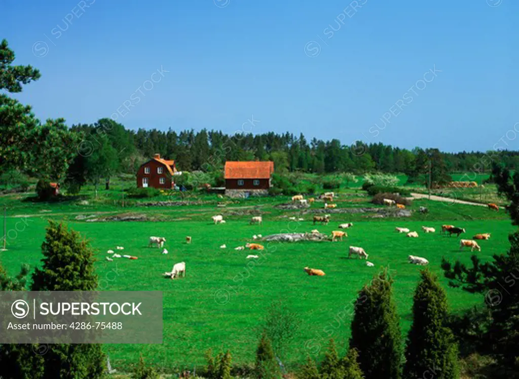 Cows grazing on farm with typical red house in Oster Gotland Sweden