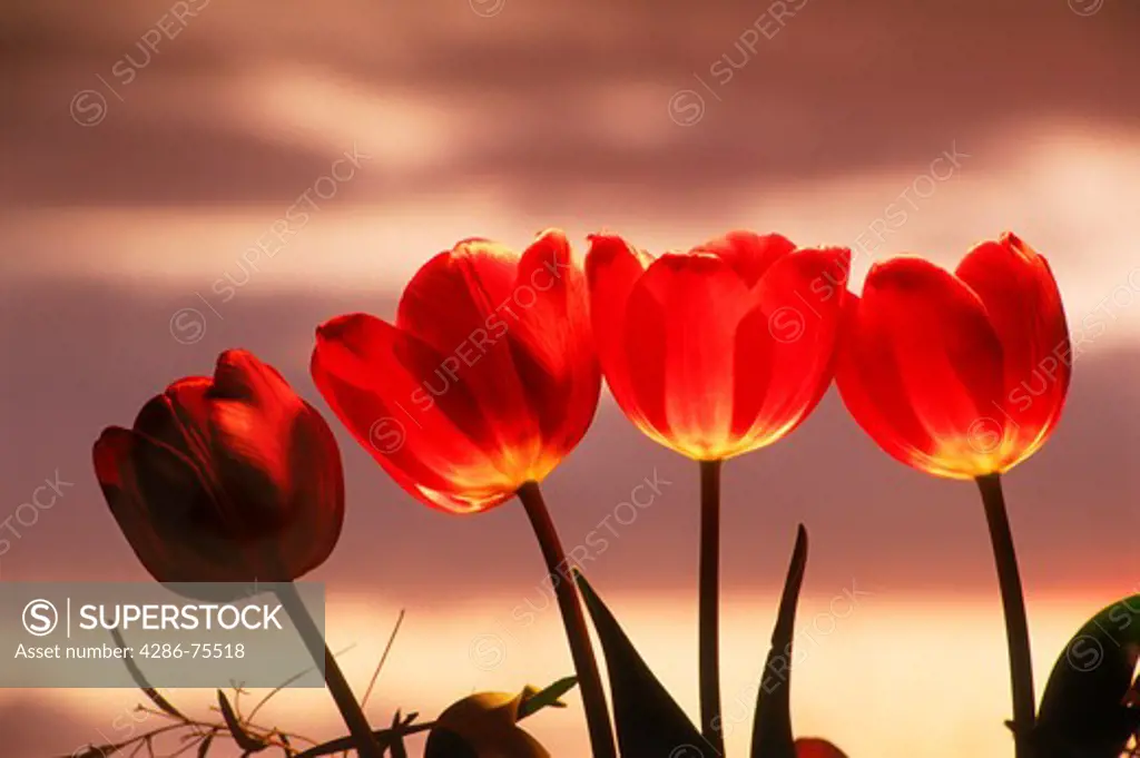 Red tulips highlighted under sunset skies