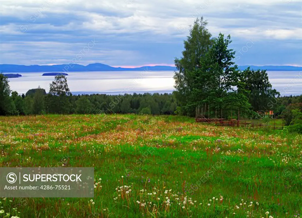 Countryside scenic with field of wild summer flowers and distant lake at Tallberg in Dalarna Province in Sweden