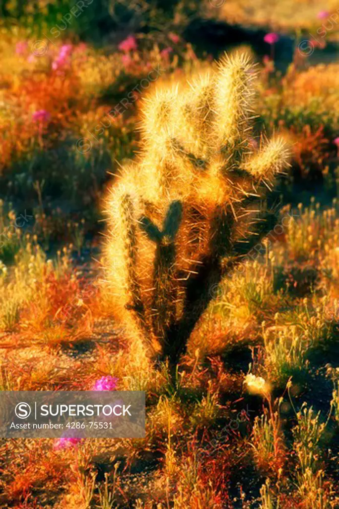Anza-Borrego desert scenic in spring with Teddybear cactus, Cholla and Sandverbenas in blossom at sunrise