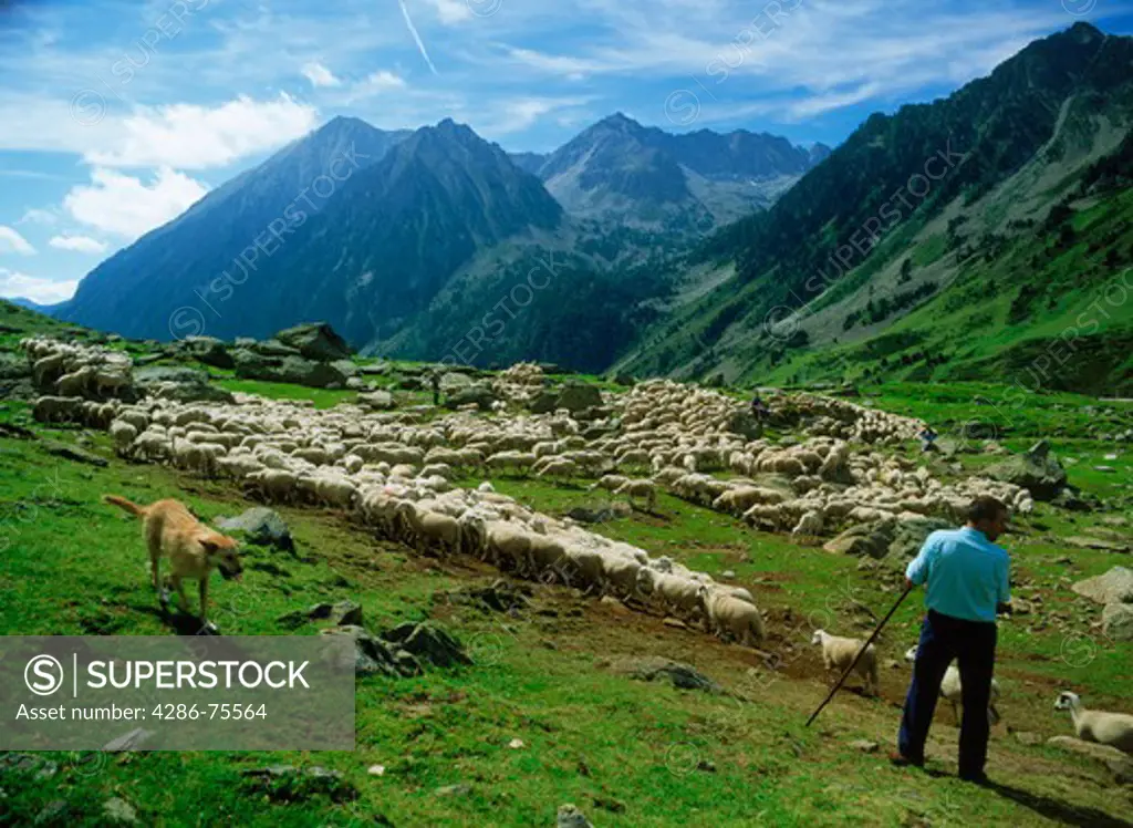 Sheep herdsman with dog in Spanish Cental Pyrenees at Vall d'Aran pass