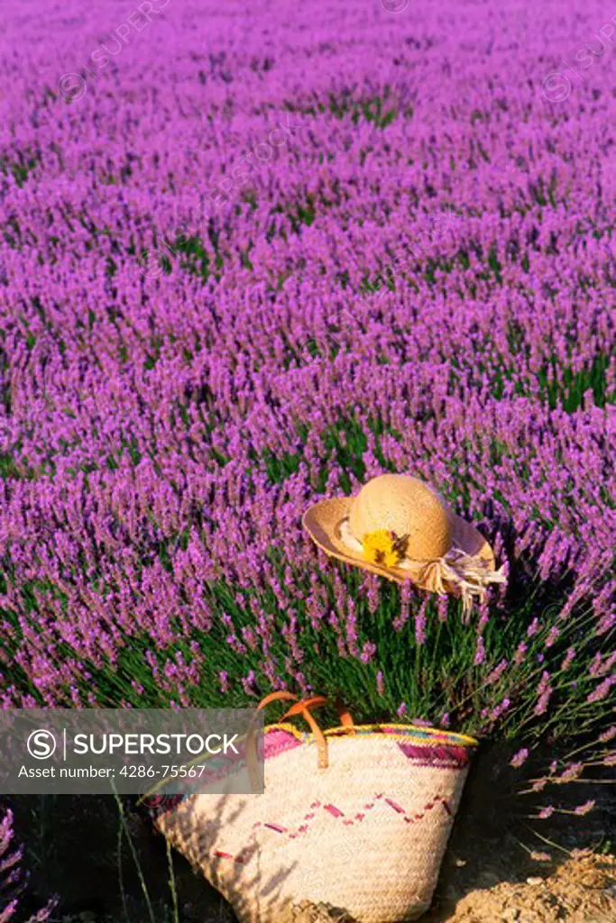 Basket and hat in field of lavender in Provence