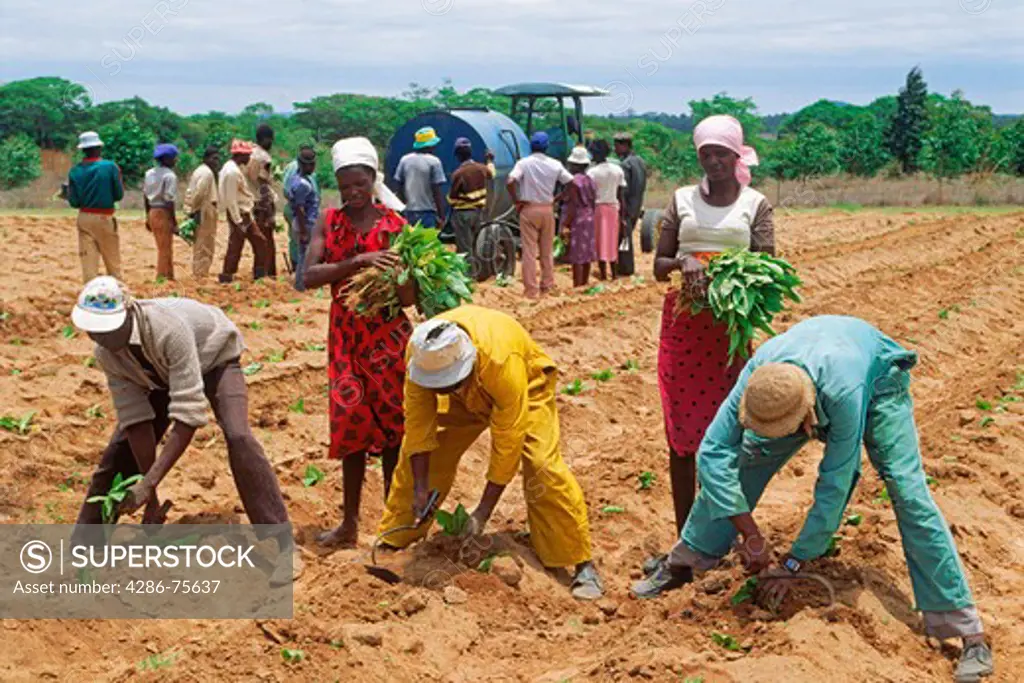 Africans planting tobacco stalks on plantation in Zimbabwe