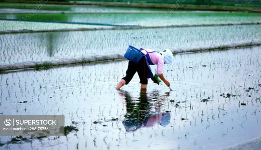 Japanese woman standing  in family rice paddy planting stalks of rice