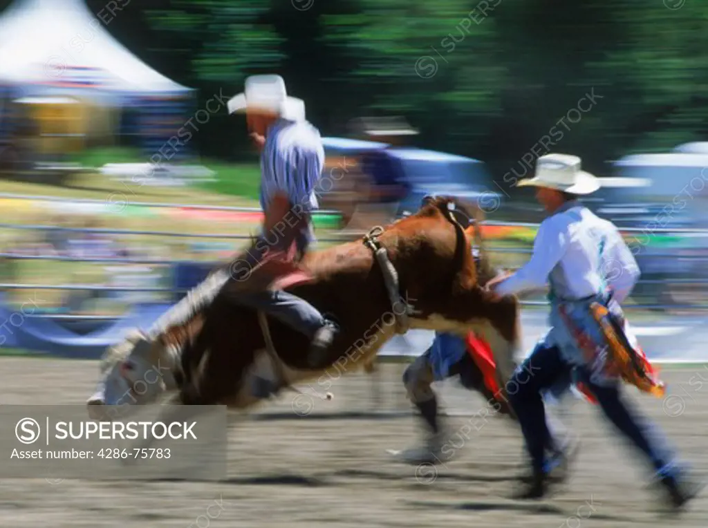 Cowboys chasing rider on bucking steer in rodeo on South Island of New Zealand