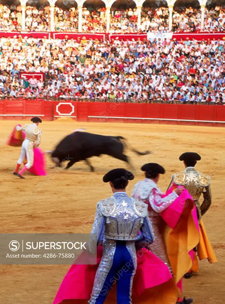 Toreadors with bull at Maestranza Bullring in Seville, Spain