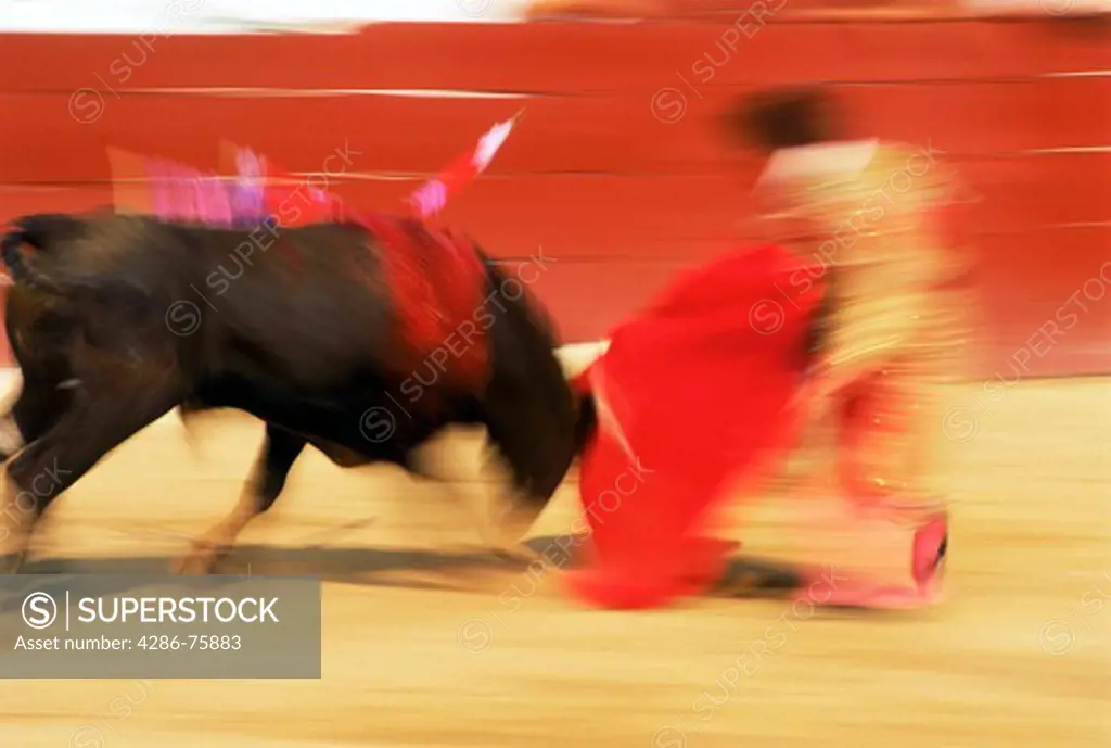 Bull attacking red cape and matador during bullfight