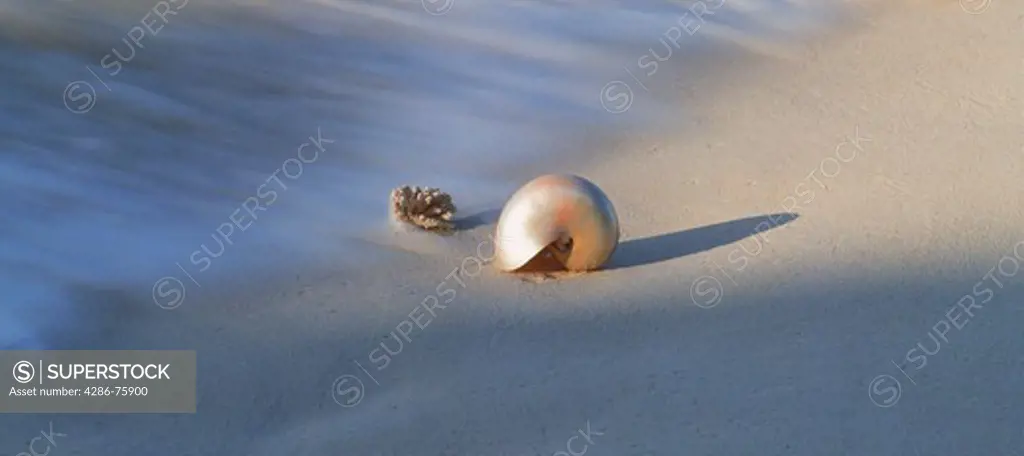 Nautilus shell on wave swept sandy shore