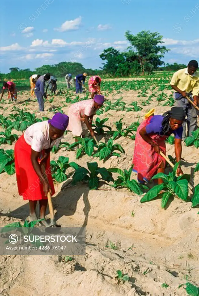 African men and women hoeing amid rows of tobacco plants on plantation in Zimbabwe
