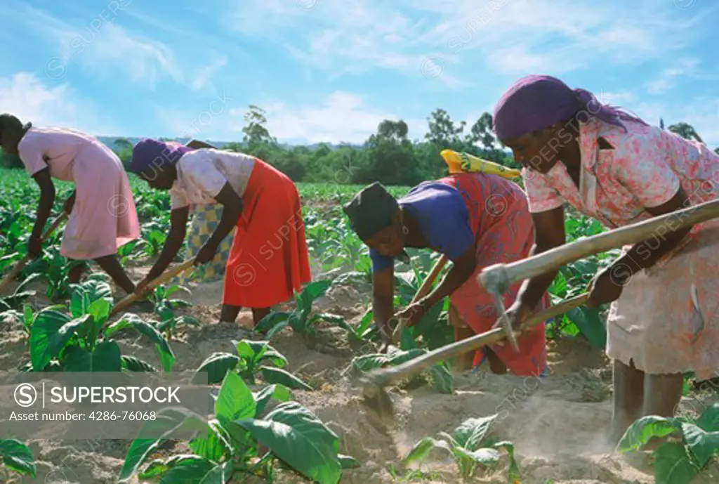 African women with hoe amid rows of tobacco plants on plantation in Zimbabwe