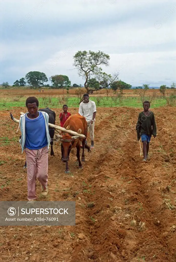 Africans with oxen plowing farmlands in Zimbabwe