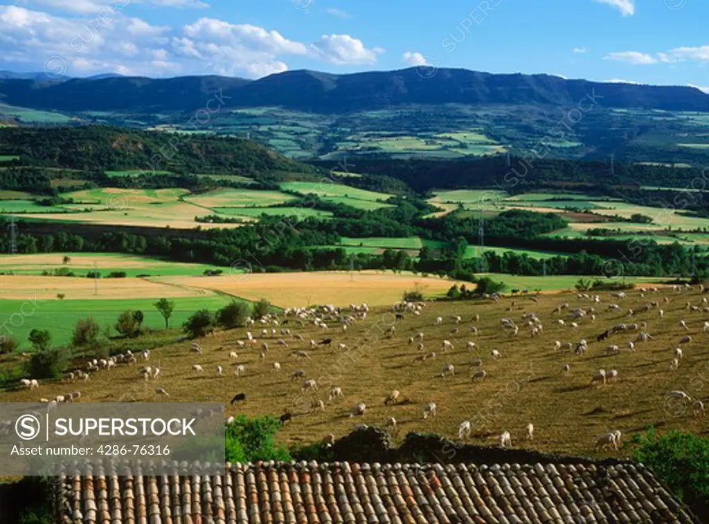 Wheat fields and sheep grazing on farms in Catalunya and Aragon provinces near Pyrenees in Spain