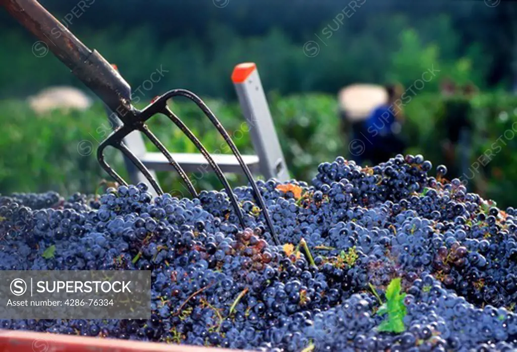 Harvesting the merlot and cabernet grapes in Bordeaux region France