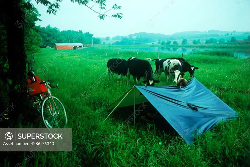 Tenting in field with cows in Michigan during bicycle journey across the USA