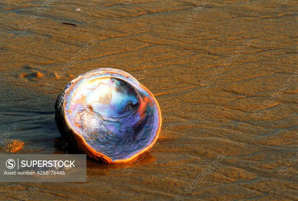 Abalone shell Haliotis iris on sandy shore