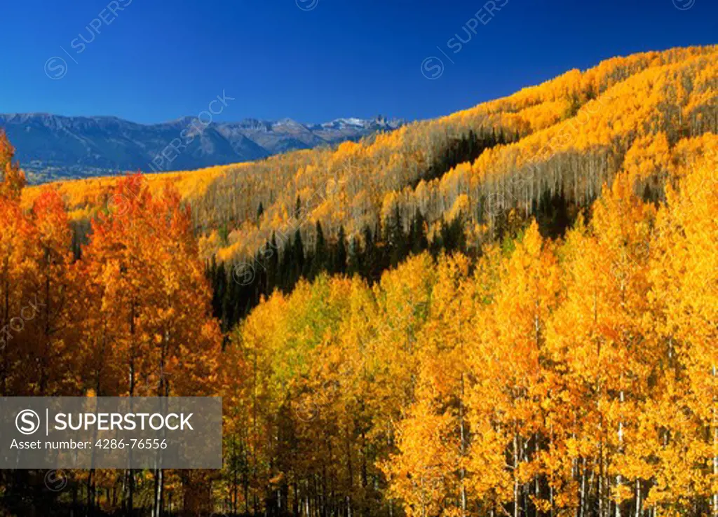 Aspen groves in autumn at Gunnison National Forest in Colorado
