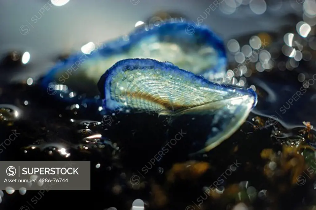 Small jellyfish called wind sailor (Velella) stranded in Pacific tide pool at dawn
