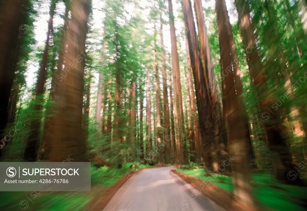 Driving on small road through giant Redwood trees in Northern California