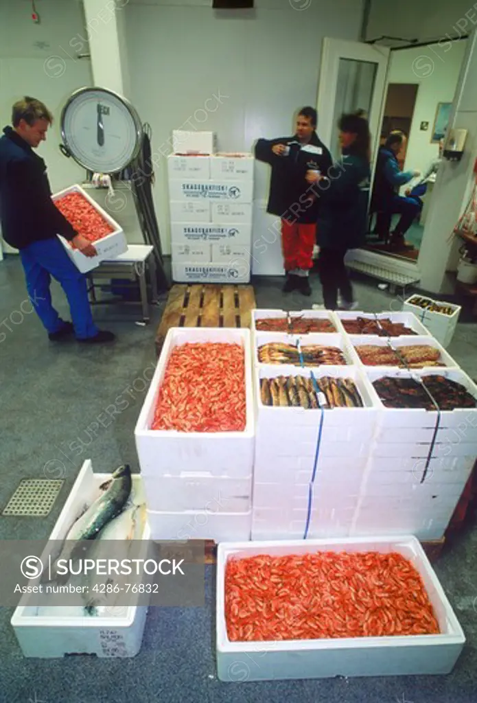Boxed fresh fish and shrimp being weighed before shipping from docks of Gothenburg (Goteborg) to markets and restaurants