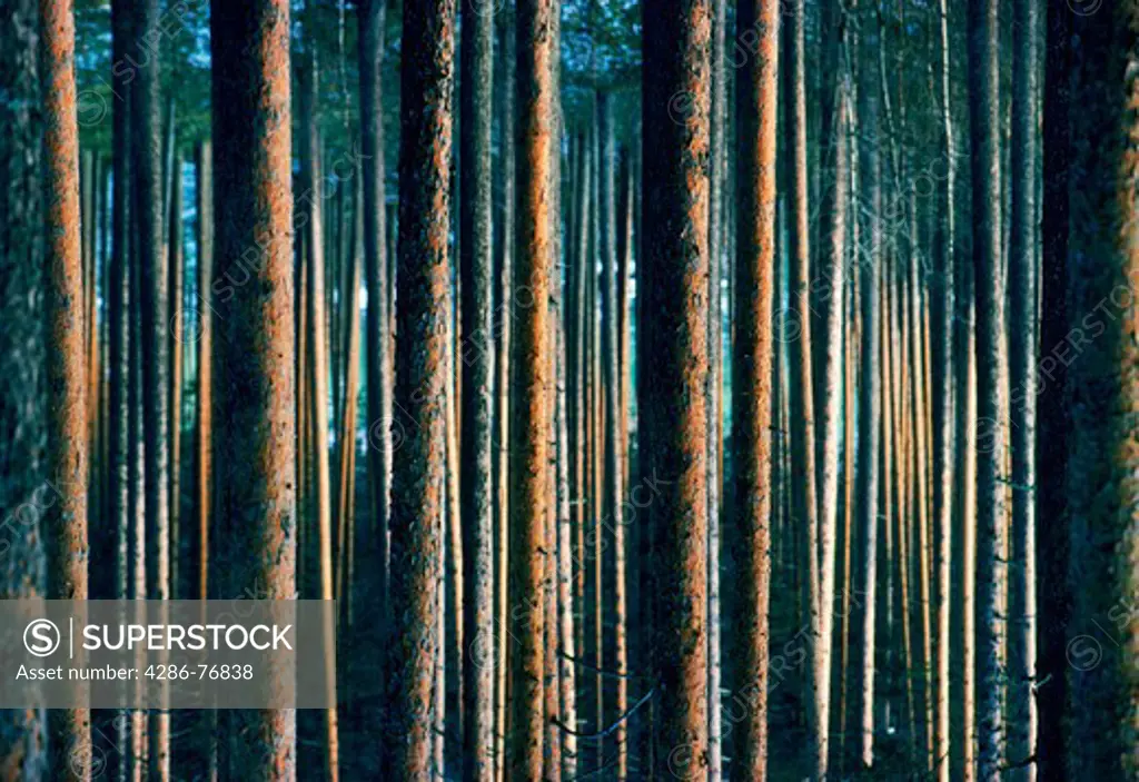 Trunks of cultivated pine trees in sunset light in Sweden