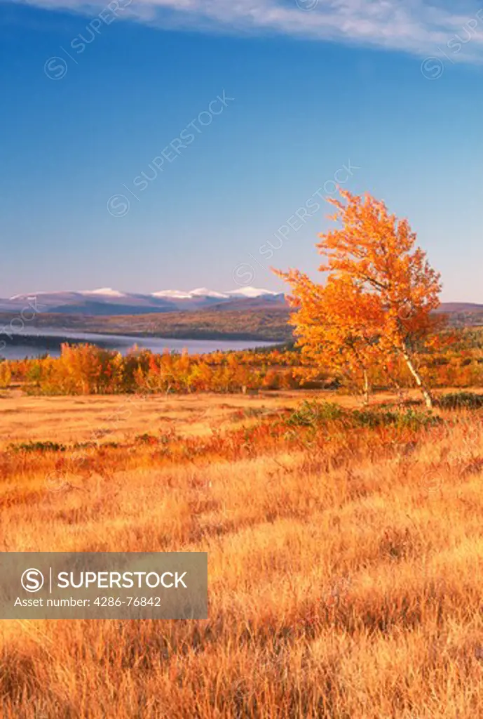 Autumn colors in mountains of Harjedalen in Northern Sweden at sunrise