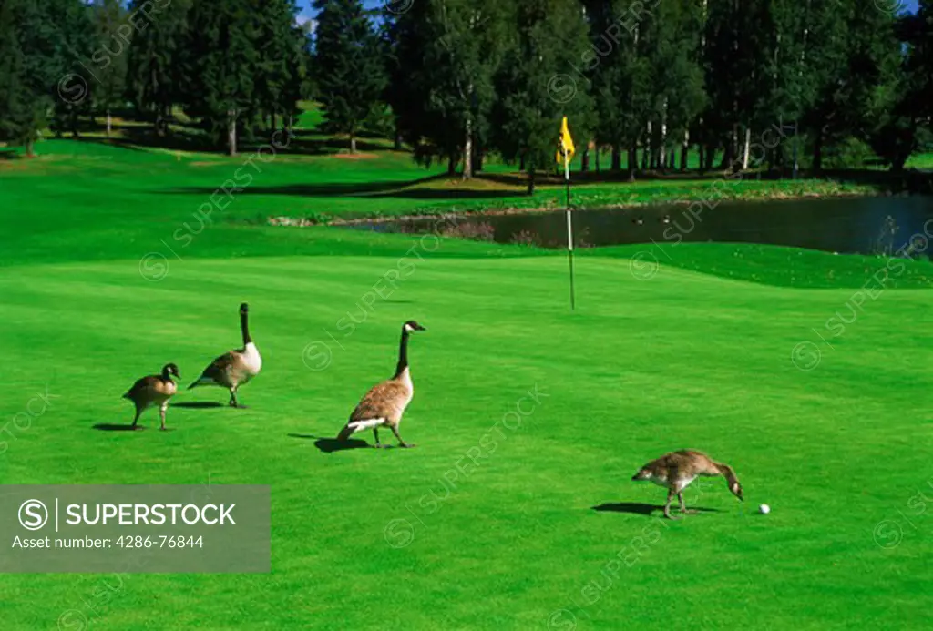 Four nice birdies called Canadian geese on Taby Golf Course green in Sweden
