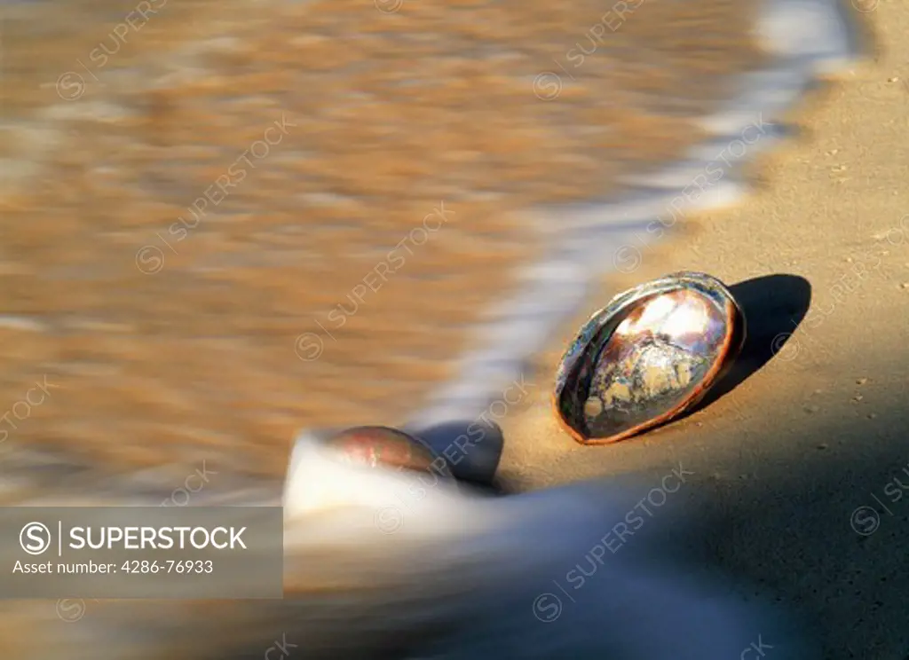 Abalone shell on wave swept sandy shore at sunrise