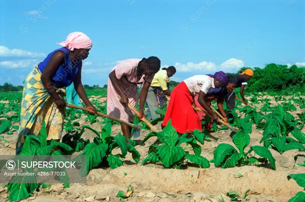 African men and women hoeing amid rows of tobacco plants on plantation in Zimbabwe