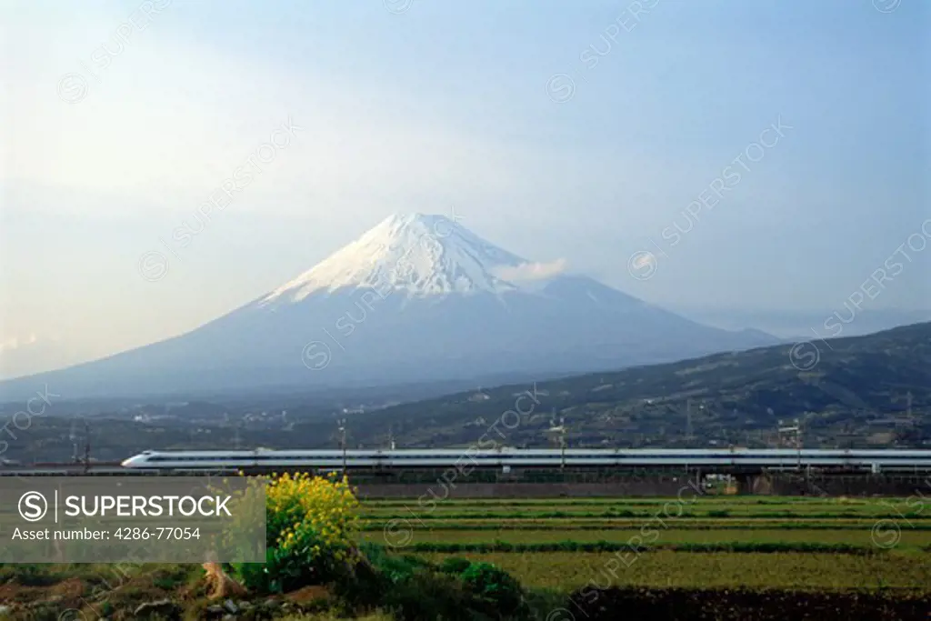 Shinkansen train passing  flowers and rice paddies below snow capped Mount Fuji