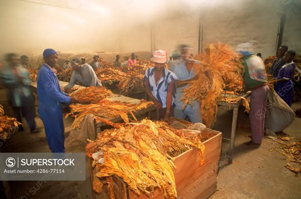 Curing house for grading sorting and weighing tobacco leaves in Zimbabwe