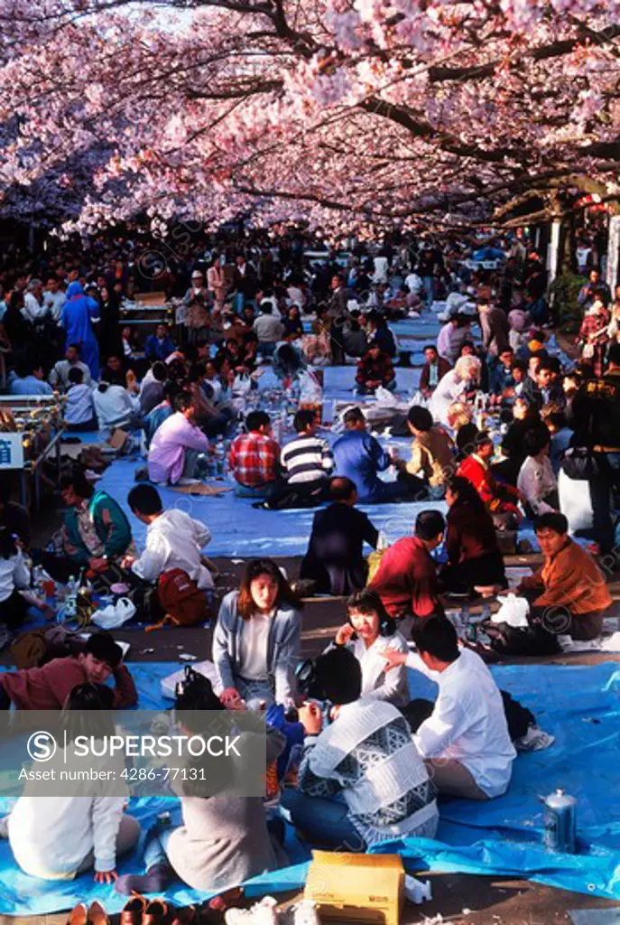 Party and celebration, drinking and eating under cheery blossom trees during annual Sakura festivals throughout Japan in April