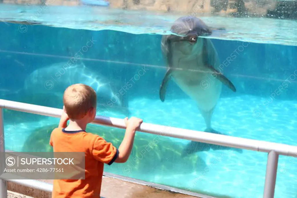 Young boy looking at dolphin in aquarium