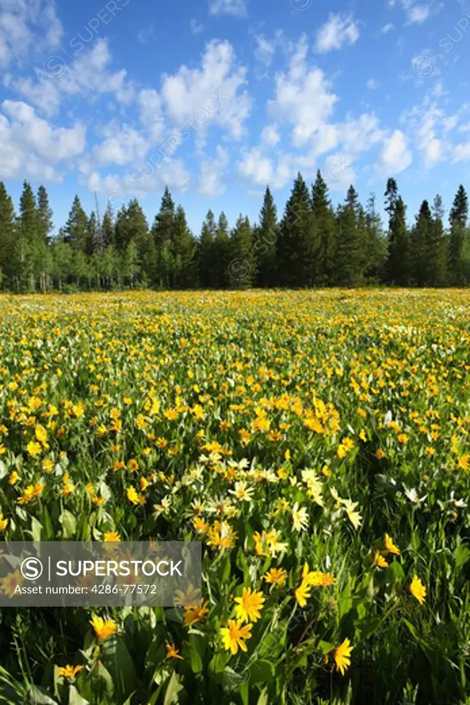 Field of colorful Arrowleaf balsamroot wildflowers in the Targhee National Forest, Idaho