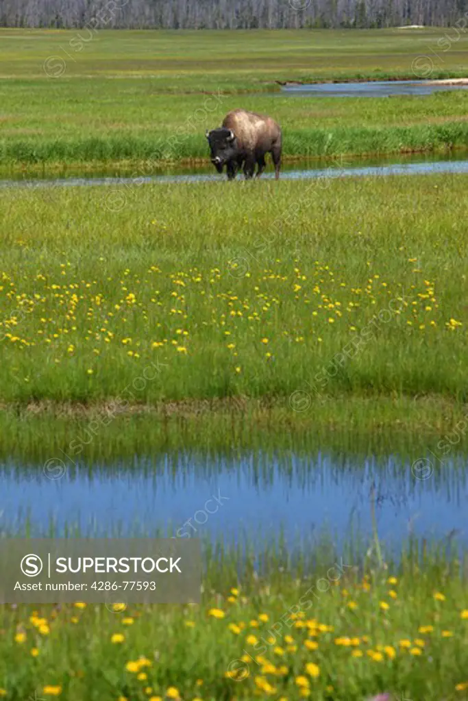 Bison in field near Madison, Yellowstone National Park