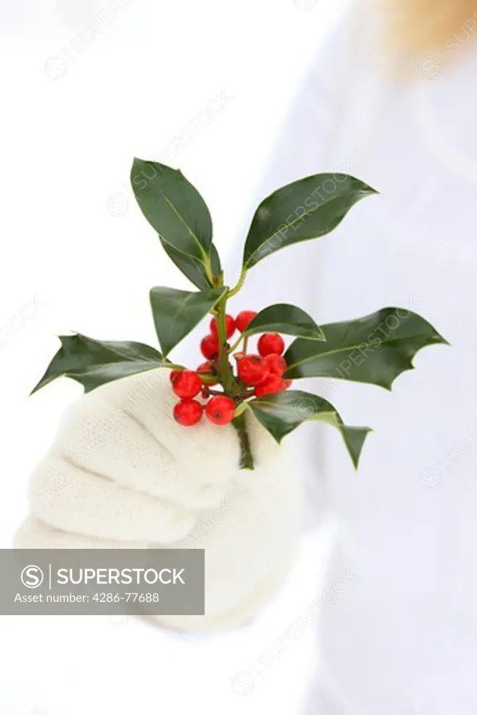 Hands with winter gloves holding Christmas Holly