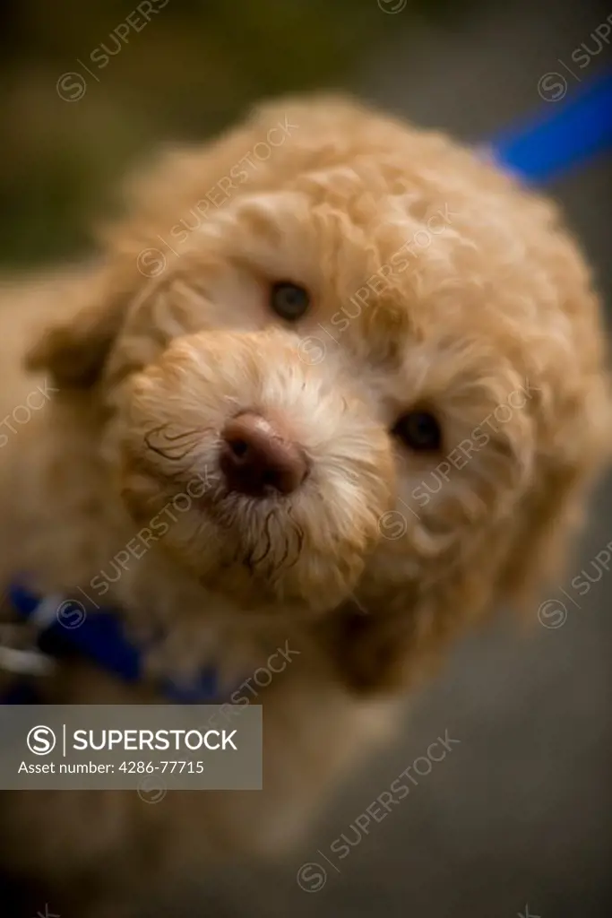Close up of a mixed poodle on a leash