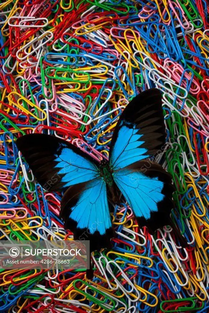 Blue butterfly on paperclips