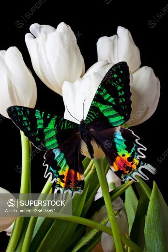 Urania ripheus Madagascar butterfly on white tulips
