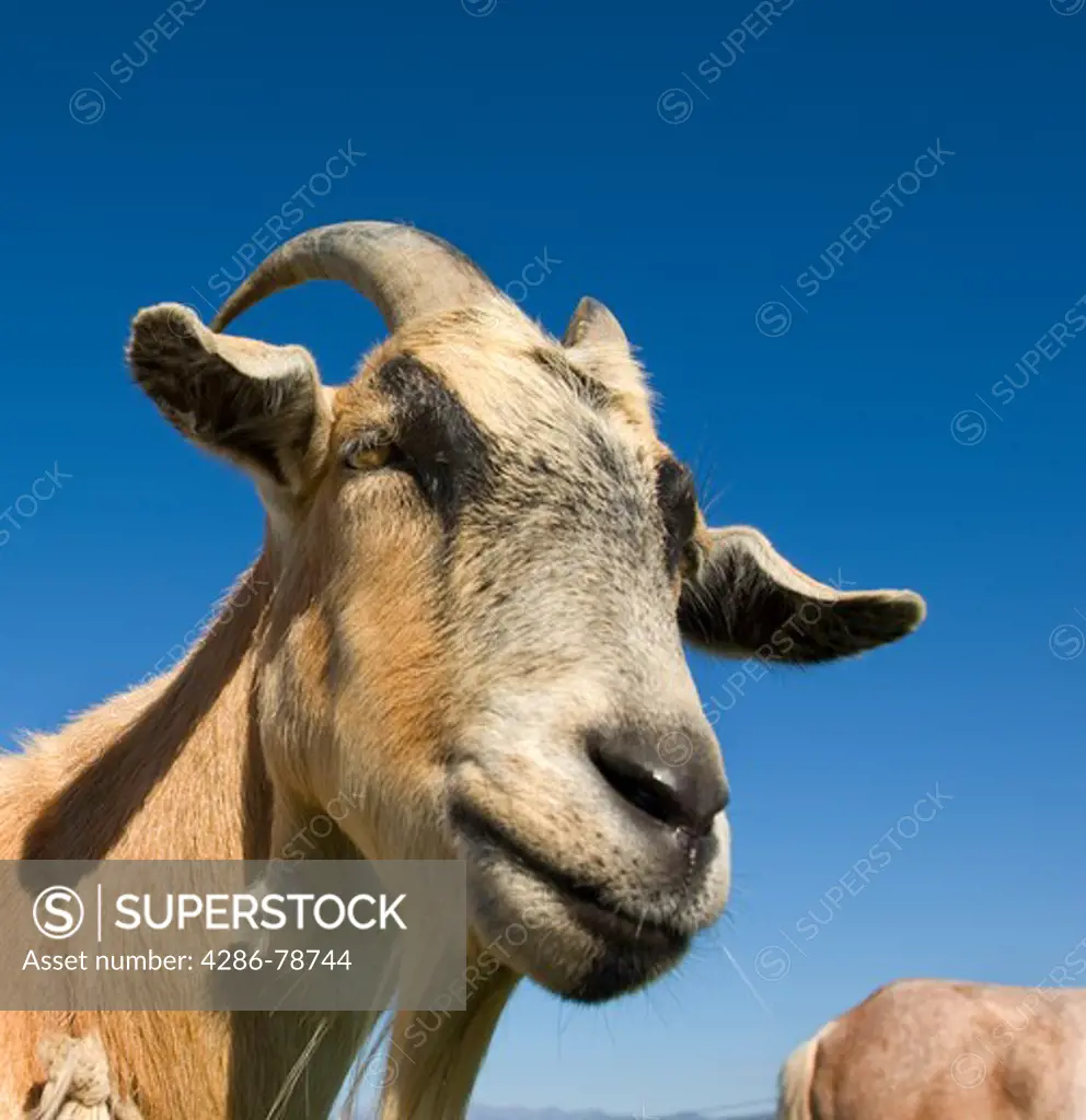 Billy Goat in rural pasture