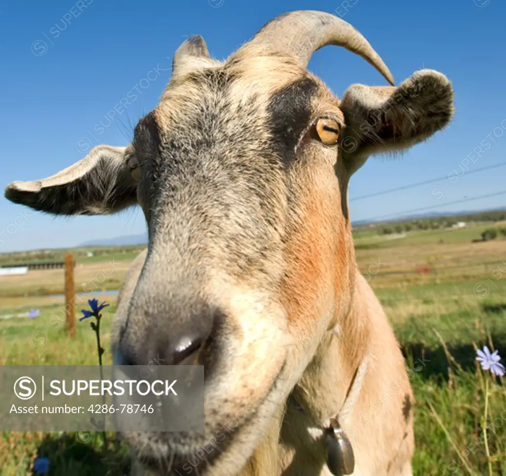 Billy Goat in rural pasture