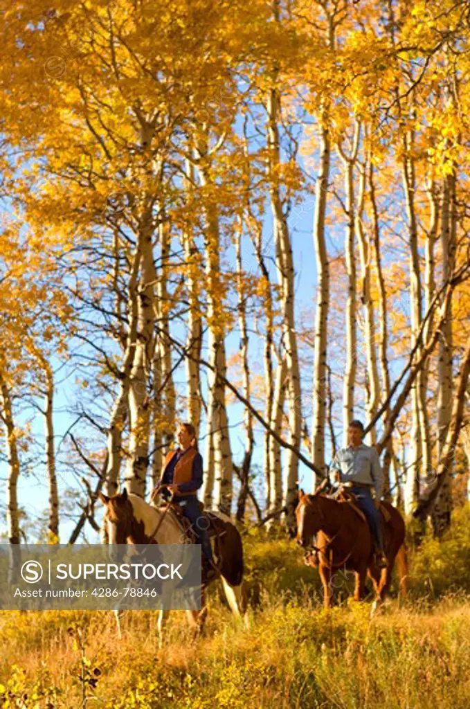 Couple riding horses in Aspen grove