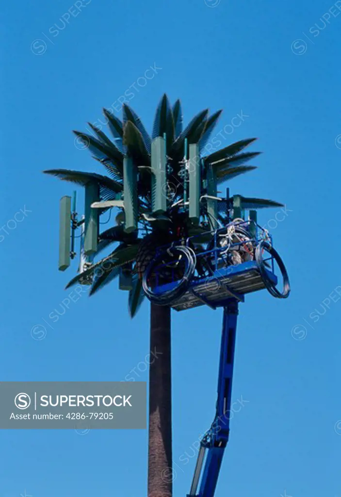 Synthetic palm tree used for antenna panels for cell phone and the technicians working on it in Rosemead, CA.