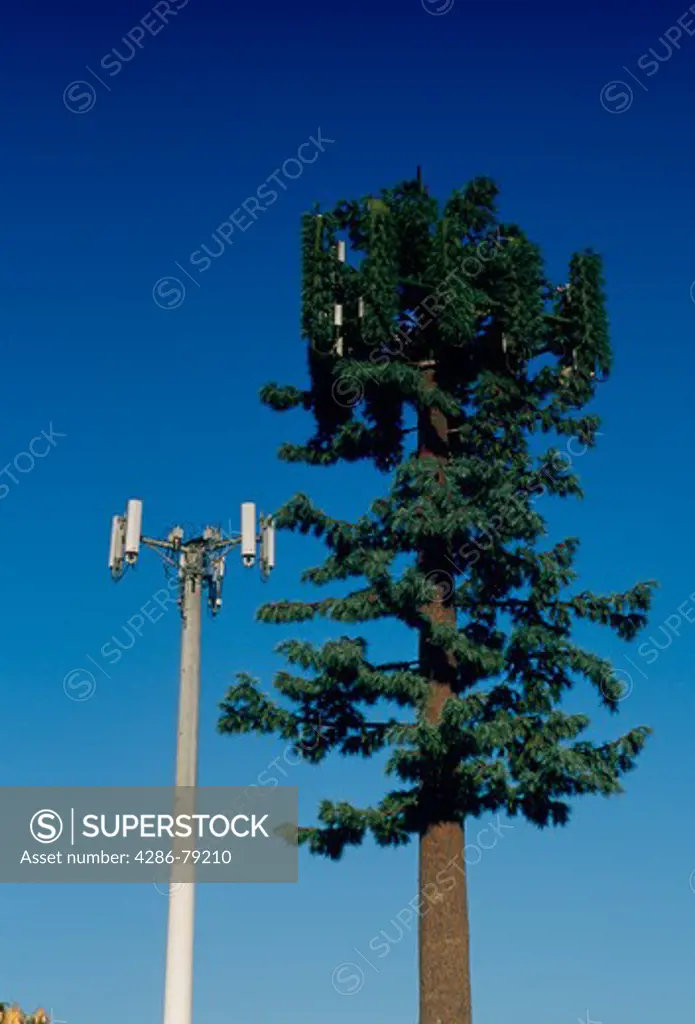 Synthetic tree and concrete pole for cell phone antenna panels in Rosemead, CA